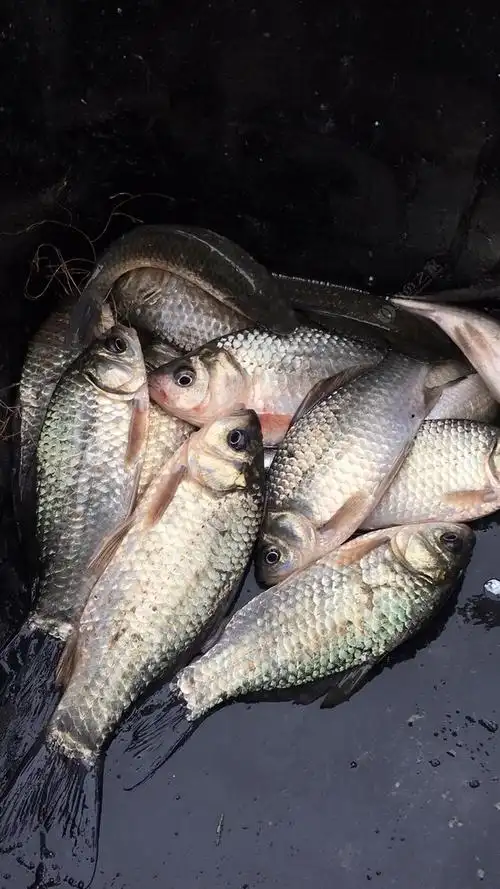 起床晚了,鱼钓的好少