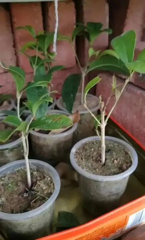 茶花四季可以扦插,6月份以后,茶花的新梢停止生长,枝条处于半木质化的