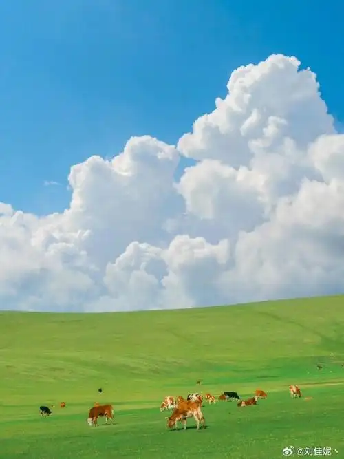 但是一定要去一下呼伦贝尔大草原啊,真的好治愈呀,站在一望无际的旷野