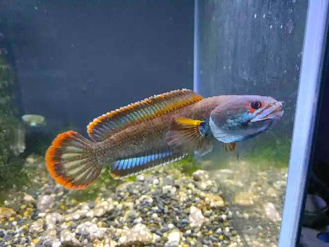 梦幻血斑1型雷龙