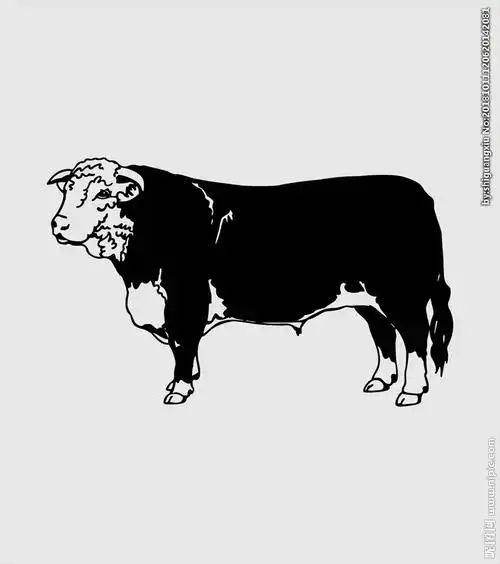剪影大黑牛图片