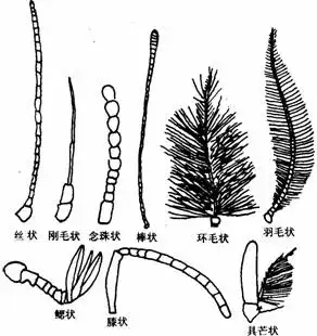 触角主要有丝状(如蝗虫),刚毛状(如蜻蜓),念珠状(如白蚁),棒状(如蝶类