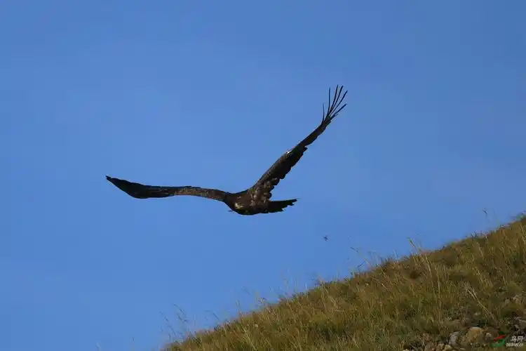 雄鹰起飞,草原雕.