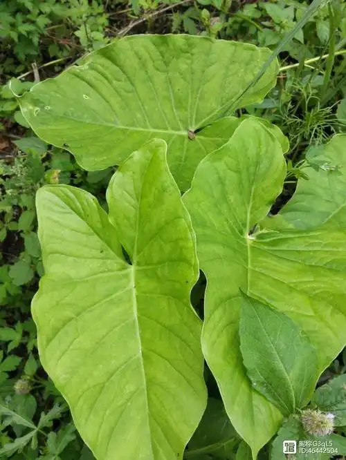 独角莲形态与功能