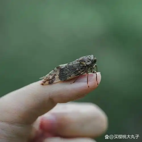 夏日昆虫| 北京还有这么多种蜻蜓