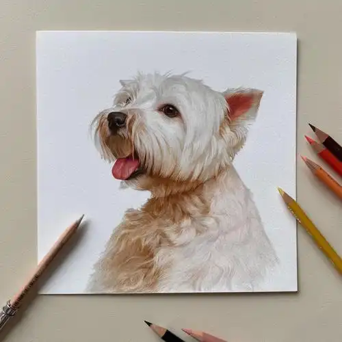 彩铅画步骤白狗狗详细步骤图