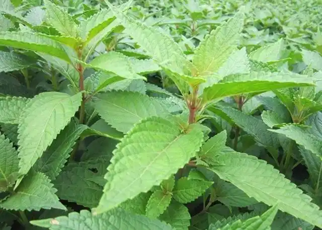 溪边发现一种植物,人称溪沟草,山羊面,熊胆草,药用价值极高