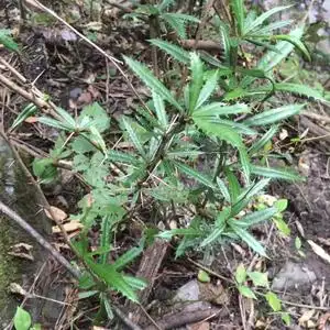 野生刺黄连新鲜中药材三颗针500g克散装三棵针