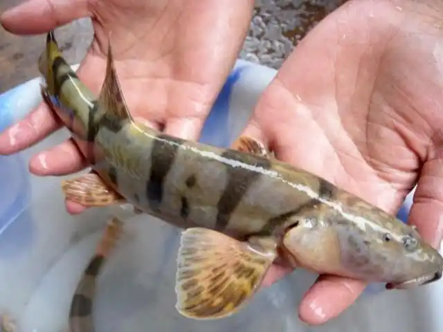 当地人叫它是老虎鱼最大可以长到六斤一条