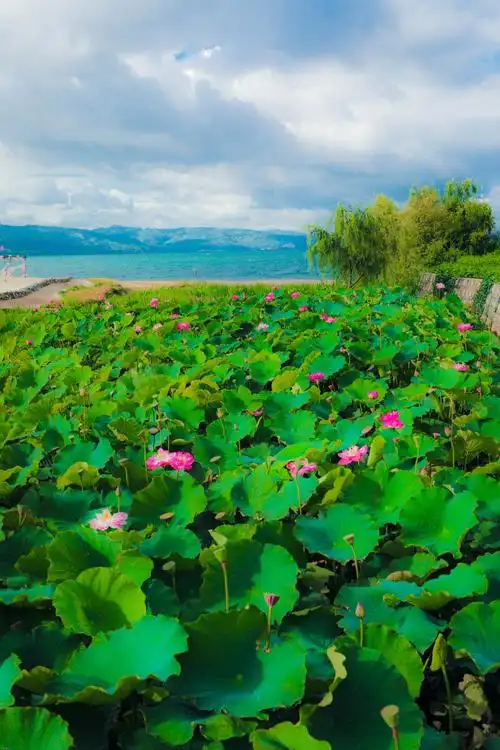 要说拍荷花有什么讲究可清新脱俗也可古风唯美可油画风格也可浓墨重彩
