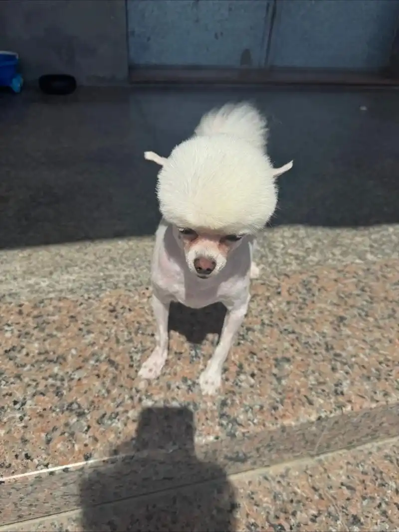 博美#博美造型修剪 主人的反馈很喜欢哈哈哈