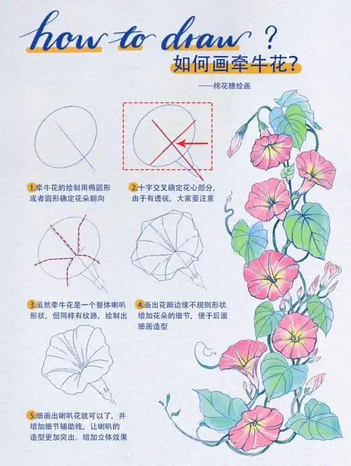 98如何画牵牛花|绘画如此简单|线描速写教程