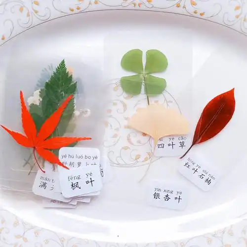 塑封植物干花标本天然真树叶押花叶子儿童手工材料四叶草书签成品 晶