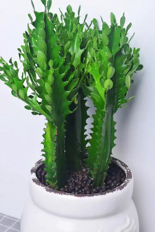 龙骨白色盆套装