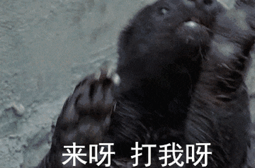 手撕毒蛇,单挑狮子,这种非洲小动物你可千万别得罪