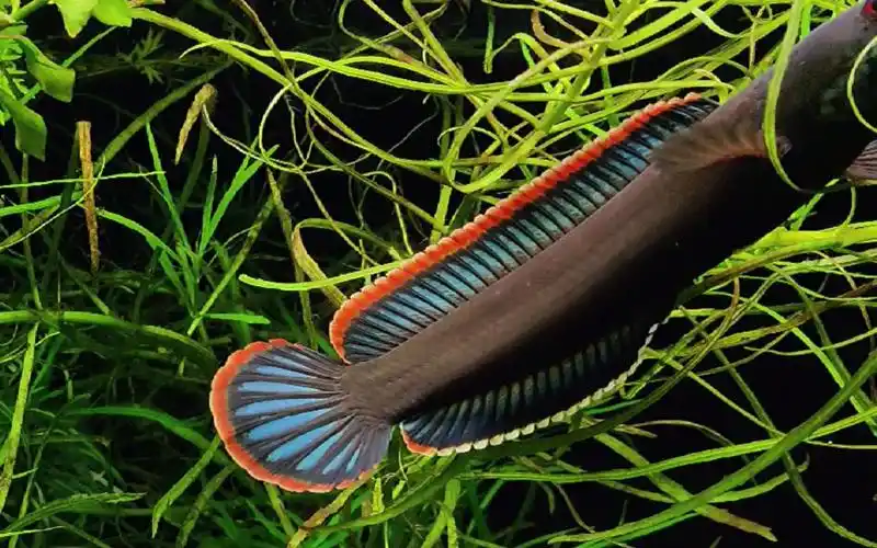 纪念前几个月死去的火背雷龙虽然是人工鱼但是品相不差大家欣赏一下吧