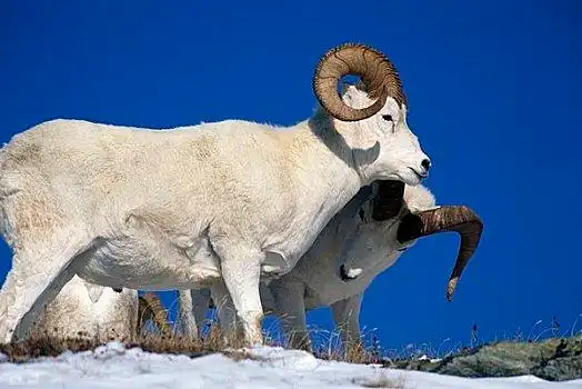 白大角羊图片_白大角羊图片大全_白大角羊图片下载