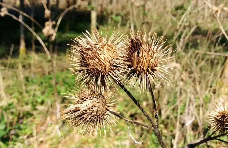 这种植物,果实全是刺惹人厌,但根部价值珍贵,15元一斤成稀罕货