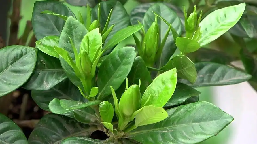 自从之前我用了1"料",栀子花枝头占满花苞