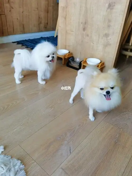 家里新来了两只小狮子03博美