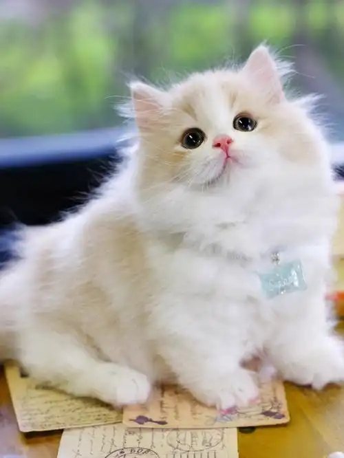 乳白曼基康拿破仑猫乳白短腿猫长毛矮脚猫