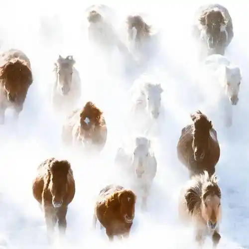 骏马奔腾 | 中国摄影家协会·影像中国网·在线影展精选_作品_全国