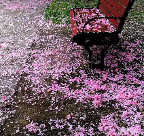 春雨落花满地红 花香四溢春意浓
