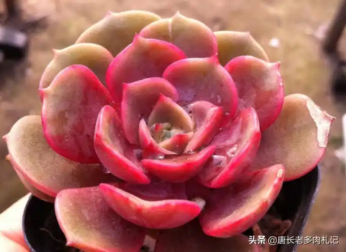 多肉大红袍花怎么养新手必看科普