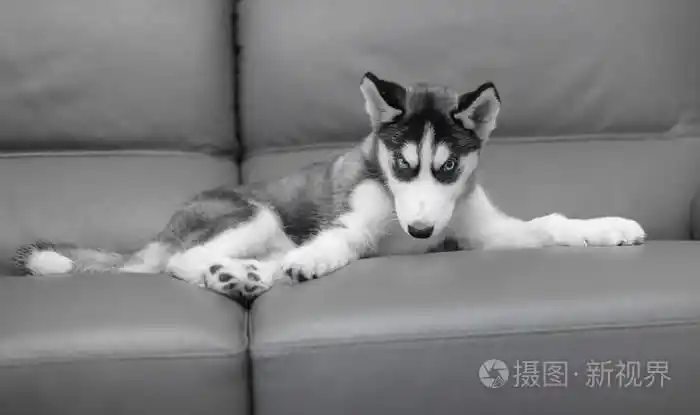 狗小狗纯种哈士奇灰色