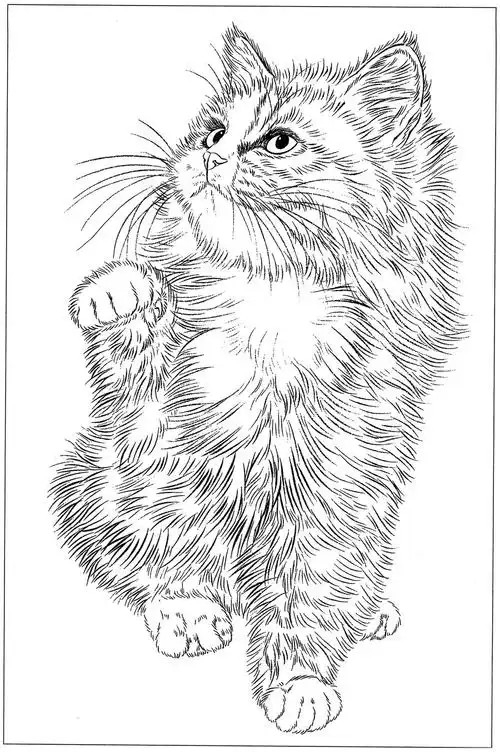 猫高清白描线稿图片下载16幅