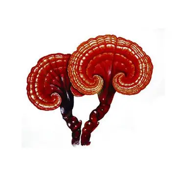 灵芝简笔画灵芝简笔画精品灵芝精品灵芝野生的灵芝野生的灵芝野生灵芝