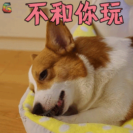 萌宠狗小短腿dubyduby赞不和你玩soogifsoogif出品gif动图_动态图