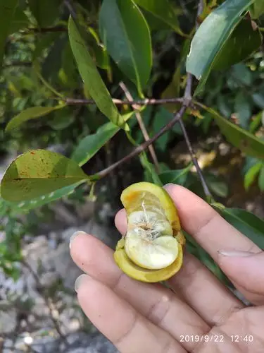 化州社区阳春八甲大石河第一站秋游