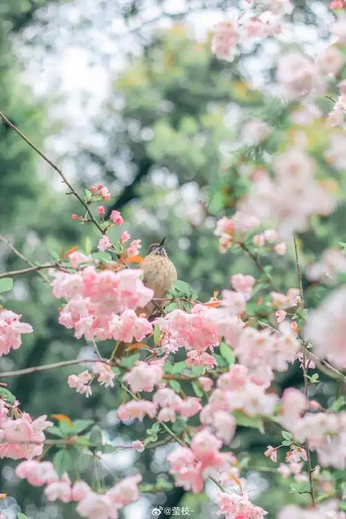 拍一点色彩装进春天