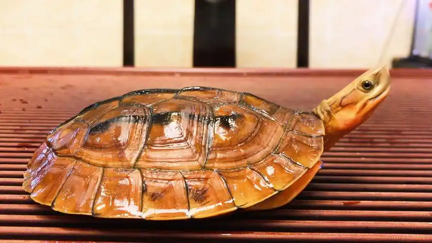 给你们看下金钱龟如何闭壳