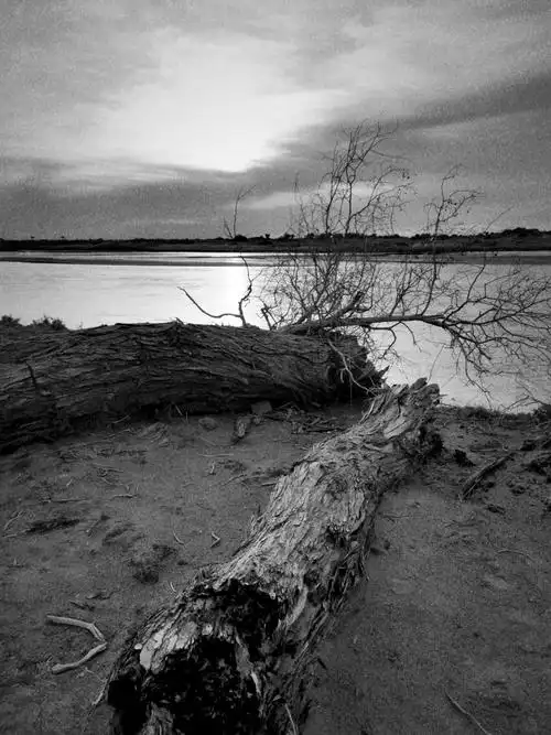 美丽额济纳 神奇胡杨林