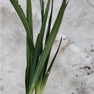 刚下山蕙兰行龙直立叶.