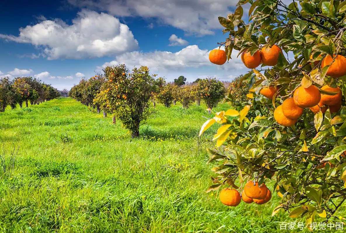 果树种植:硬枝扦插法和嫩枝扦插法,两种有什么不同呢?