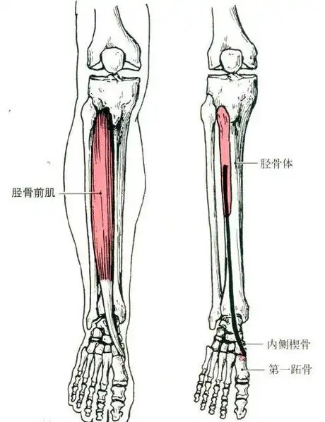 位置:小腿前侧   起点:胫骨外侧面上2/3和骨间膜   止点:内侧