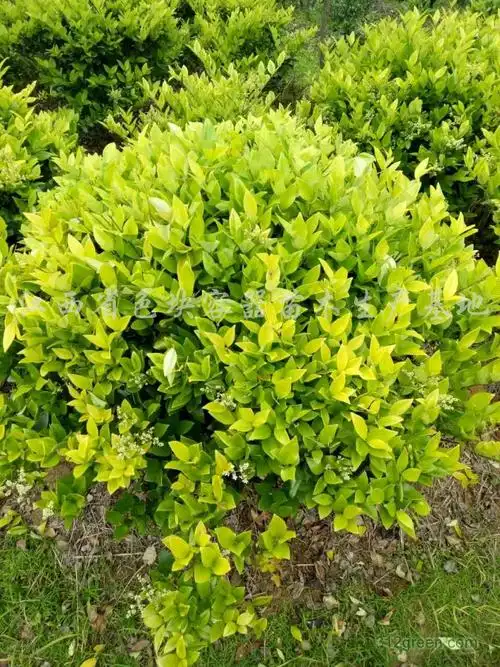 供应蓬径062米金森女贞球1万棵