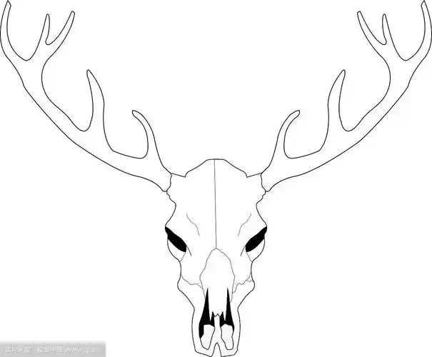 鹿颅骨线条艺术