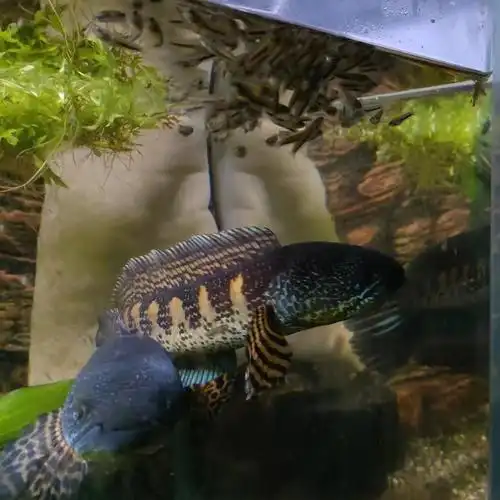 雷龙鱼龙鱼黄金黄金眼眼镜蛇幼苗火背奶茶阿萨姆巴卡鱼