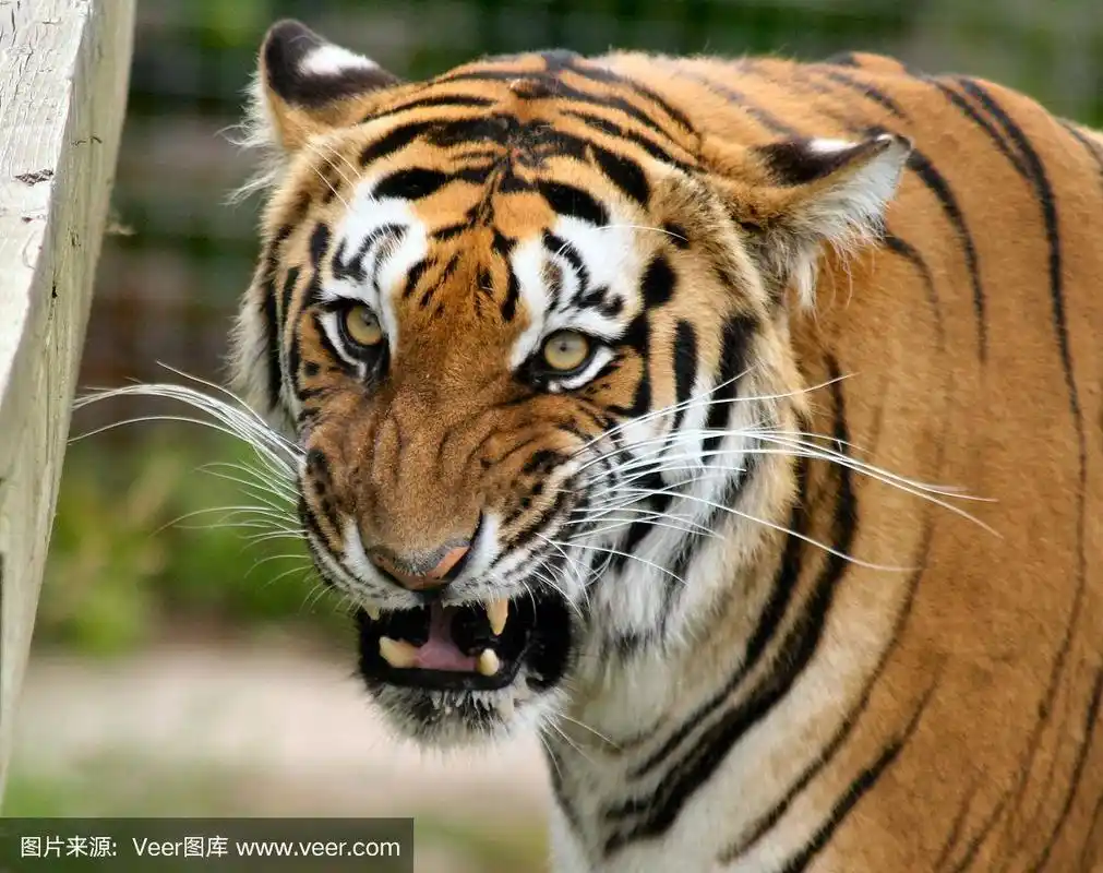 虎,条纹,图像,腮须,水平画幅