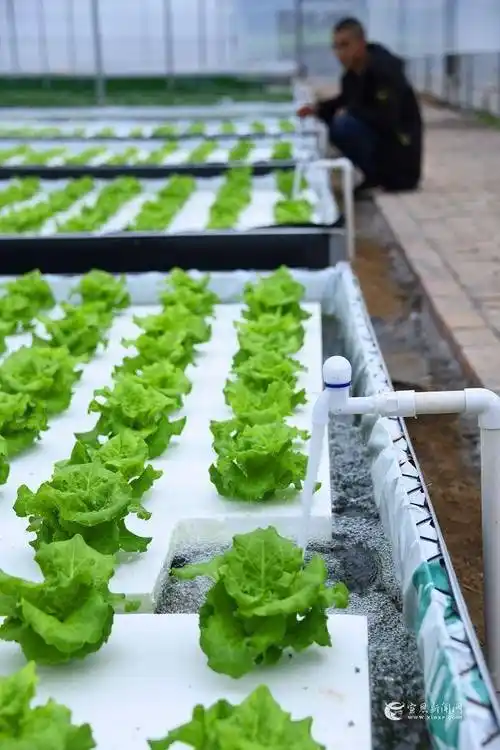 宣恩:"水上种菜"促增收_种植_蔬菜_农户