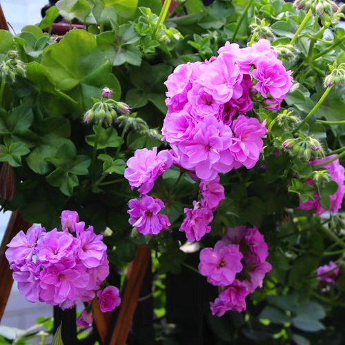 重瓣垂吊天竺葵花花苗夏日玫瑰大花天四季易养花卉