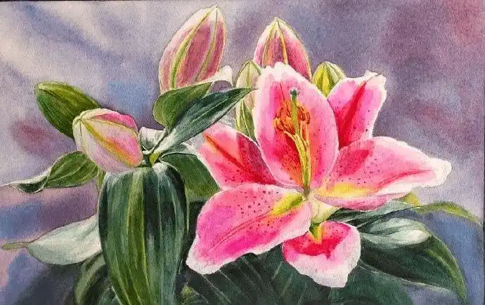 水彩插画水彩百合花合集