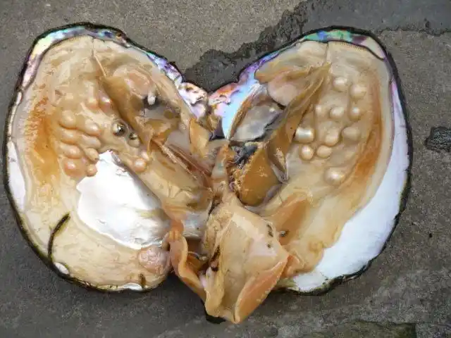 大量供应活体 大蚌珍珠母贝促销 鲜活大珍珠贝 内有珍珠现场加工