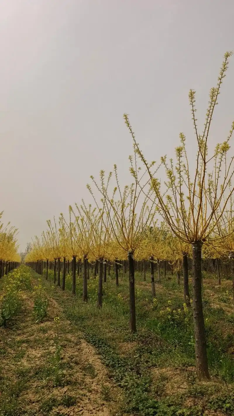 出售:5-20cm黄金槐,需要的老板7815:198504539 - 抖音