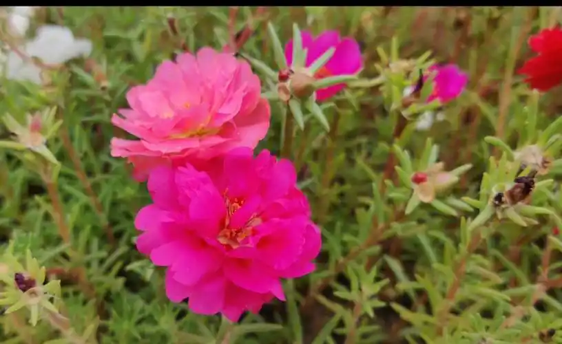 也来养盆太阳花吧