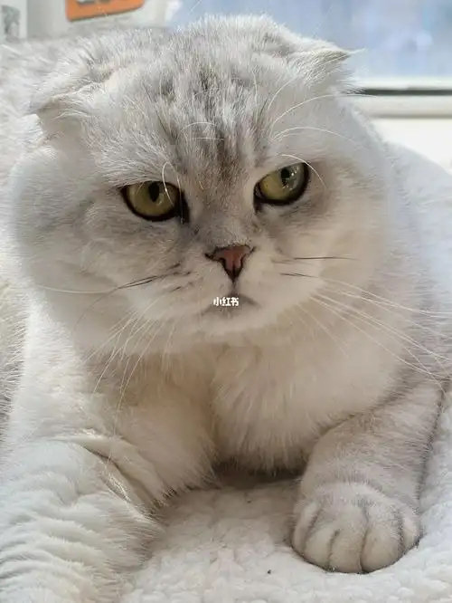 折耳银渐层弟弟799元合肥领养